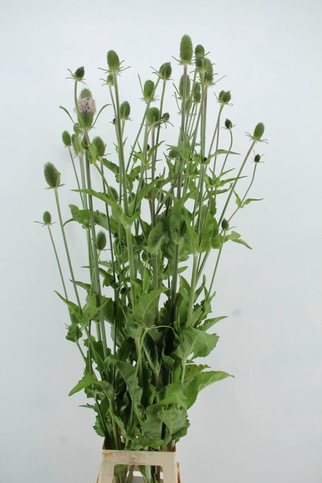 <h4>DIPSACUS XL</h4>