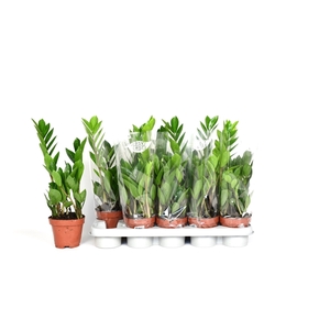 Zamioculcas 2 veren blanco hoes