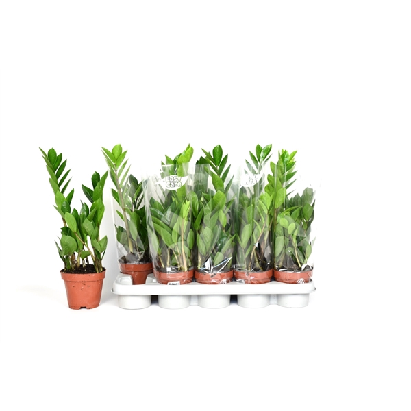 <h4>Zamioculcas 2 veren blanco hoes</h4>