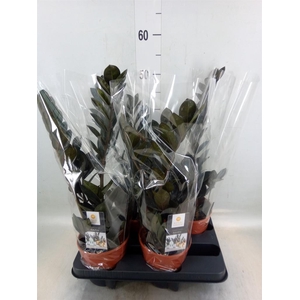 Zamioculcas zamiifolia 'Dowon'