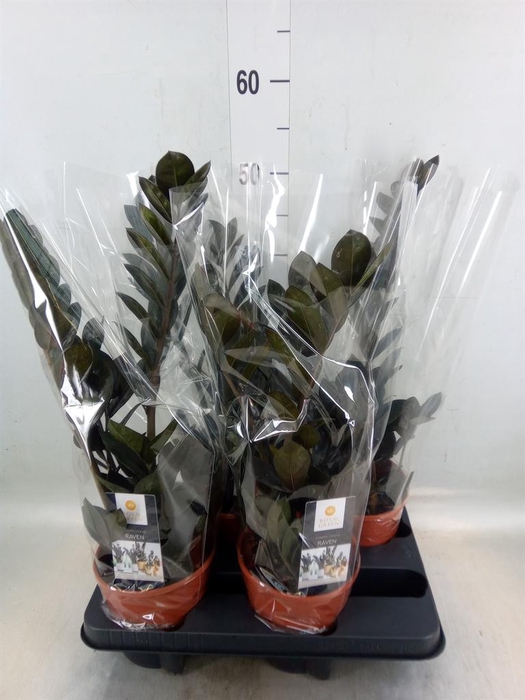 <h4>Zamioculcas zamiifolia 'Dowon'</h4>