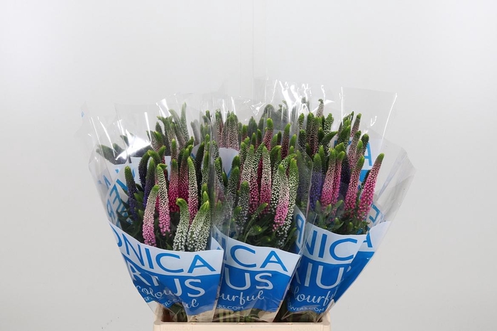 <h4>Veron Smart Col Gem</h4>