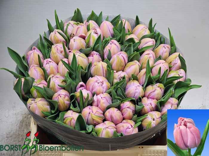 <h4>TU DU KATINKA</h4>