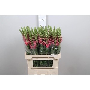 Antir Avignon Rose
