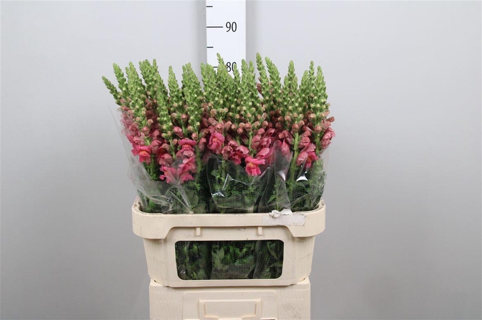 <h4>Antir Avignon Rose</h4>