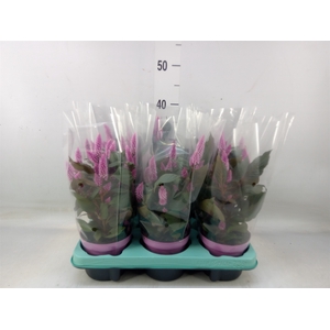 Celosia spic. 'Merida Pink'