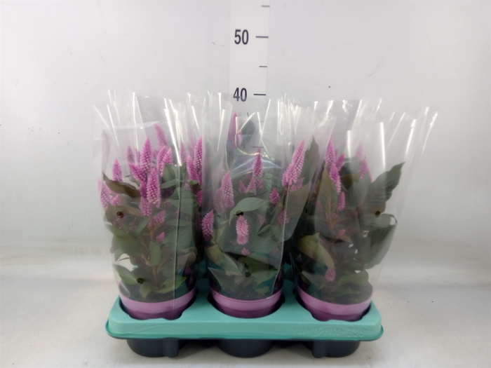 <h4>Celosia spic. 'Merida Pink'</h4>