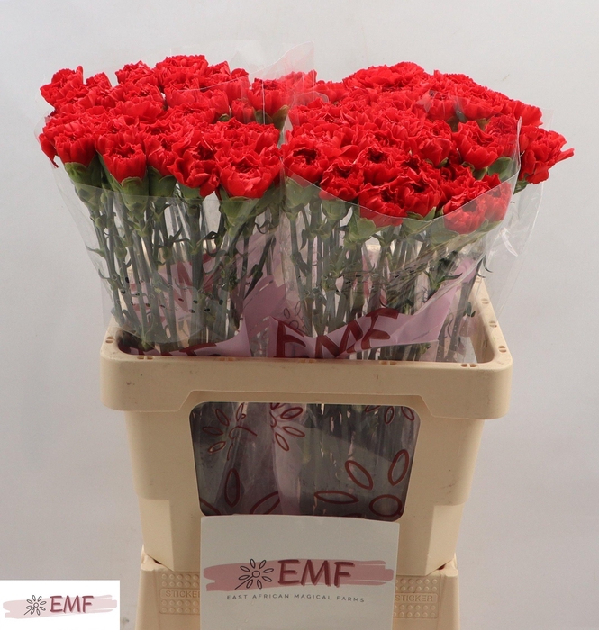 <h4>DI ST GRAND SLAM</h4>