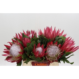 Protea Cynaroides Madiba