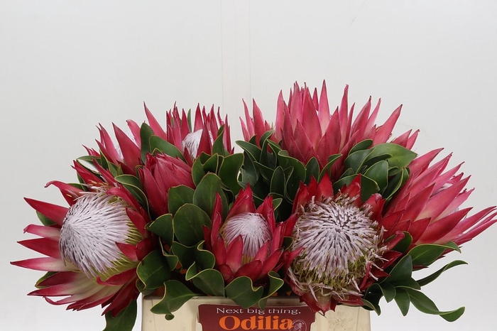 <h4>Protea Cynaroides Madiba</h4>