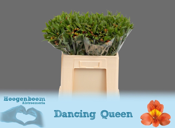 <h4>ALSTR DANCING QUEEN</h4>