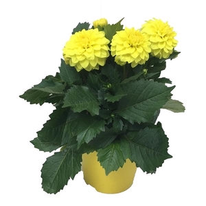 Dahlia Miscellaneous Grp Dahlinova Hypnotica Yellow