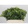 Pittosporum Ilan