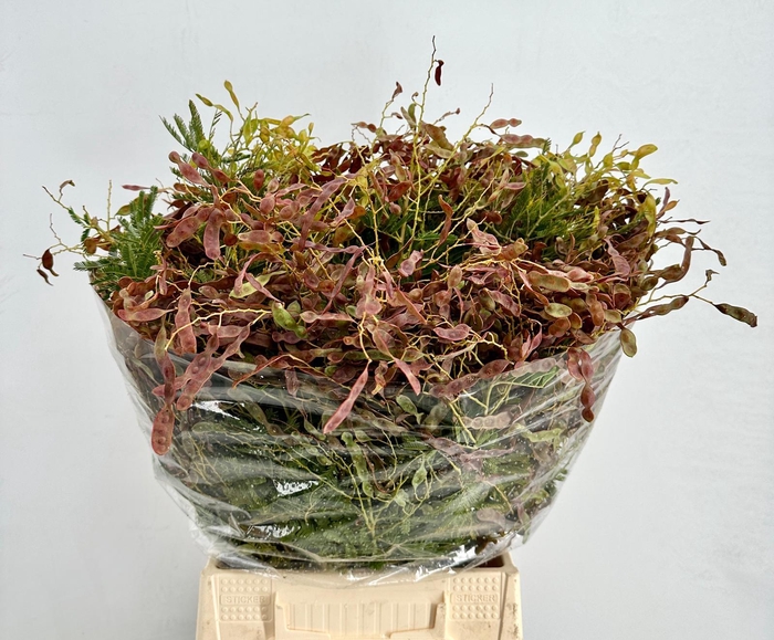 <h4>Mimosa Semi Red</h4>