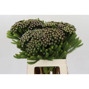 Kaaps Groen Albiflora