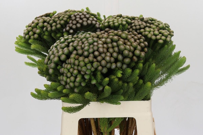 <h4>Kaaps Groen Albiflora</h4>