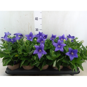 Platycodon grand. 'Astra Blue'