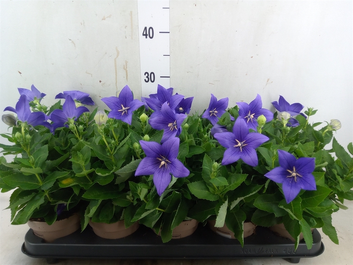 <h4>Platycodon grand. 'Astra Blue'</h4>
