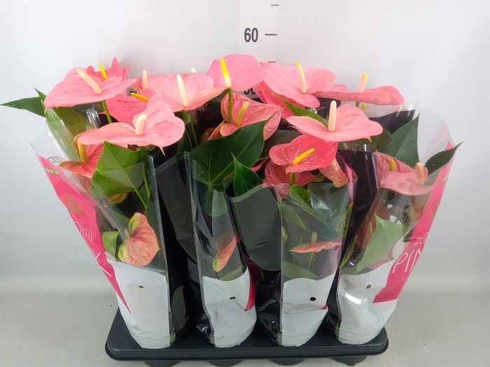 <h4>Anthurium andr. 'Colorado'</h4>