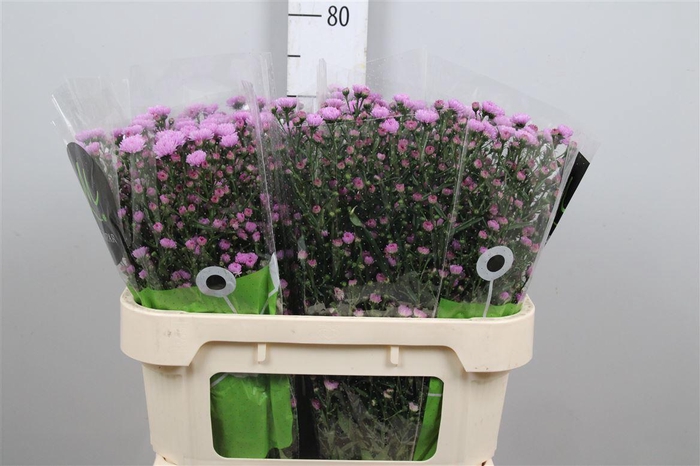 <h4>Ast Double Da Pink</h4>