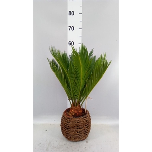 Cycas revoluta
