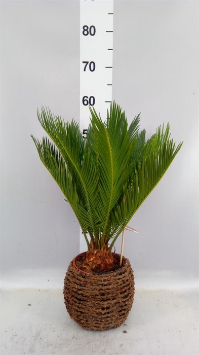 Cycas revoluta