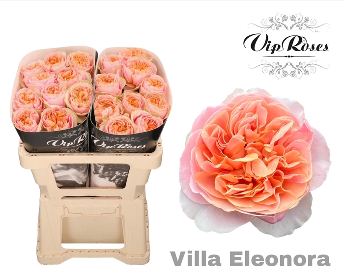 R GR VILLA ELEONORA x40