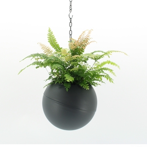 Globee Indoor Adiantum 118