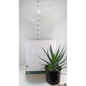 Aloe arborescens