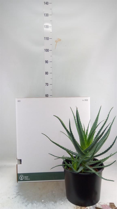 <h4>Aloe arborescens</h4>