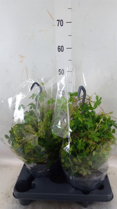 <h4>Parthenocissus  'Sugar Vine'</h4>