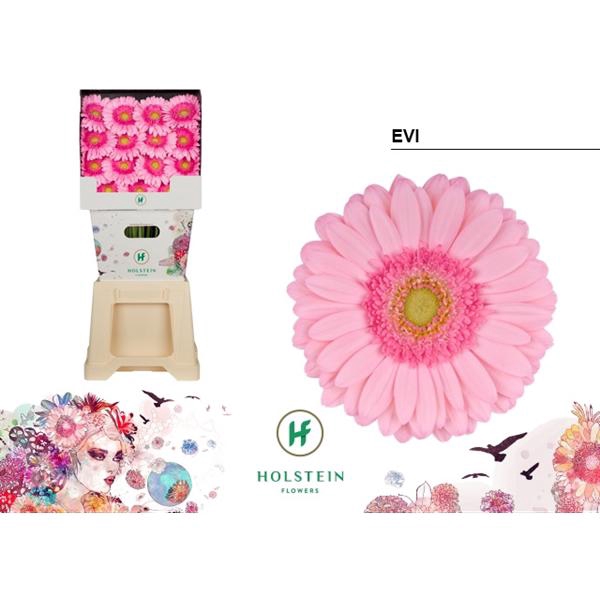 <h4>Ge Gr Evi Diamond Holstein</h4>