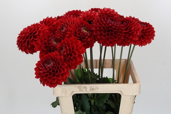 <h4>Dahlia Red Flag</h4>