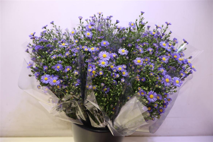 <h4>Ast Casamare</h4>