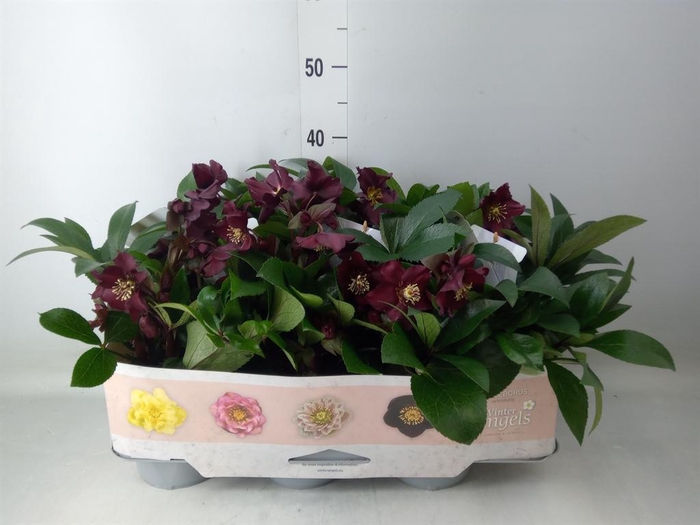<h4>Helleborus ori.</h4>