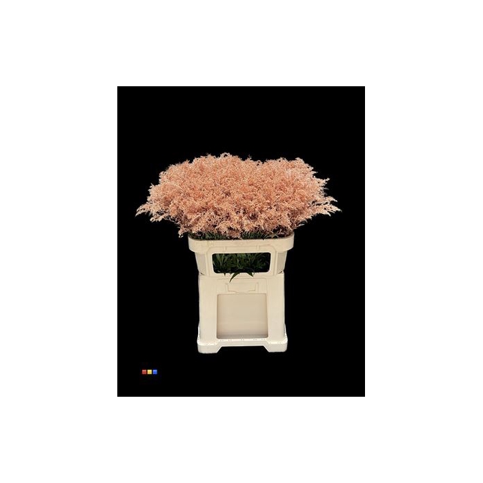 <h4>Solidago Copper 80cm</h4>