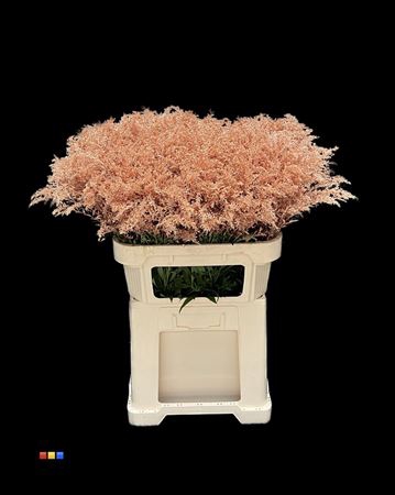 Solidago Copper 80cm