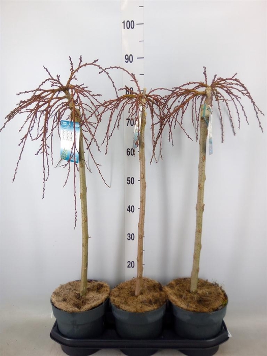 <h4>Salix arbuscula</h4>