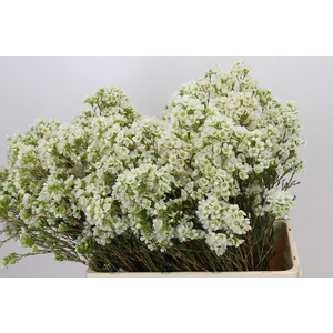 Chamelaucium Dawn Pearl
