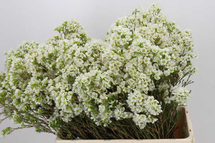 <h4>Chamelaucium Dawn Pearl</h4>