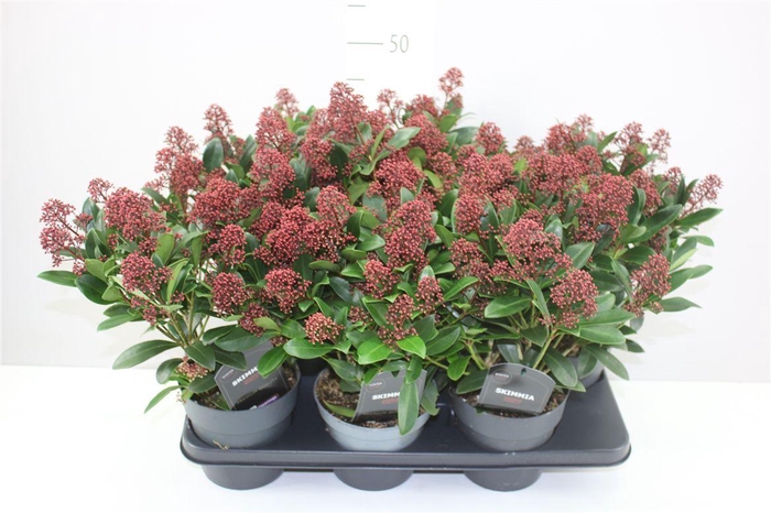 <h4>Skimmia Jap. Rubella 20+</h4>