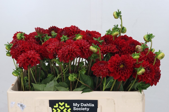 <h4>Dahlia Nescio</h4>
