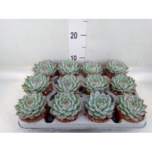 Echeveria   ...