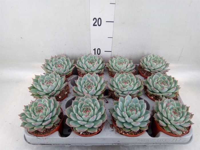<h4>Echeveria   ...</h4>