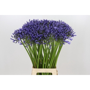 Agapanthus Suzan