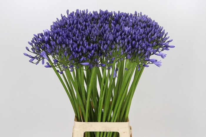 <h4>Agapanthus Suzan</h4>