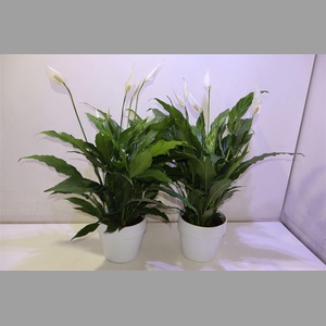 Arr Spath Sweet Chico In Keramiek