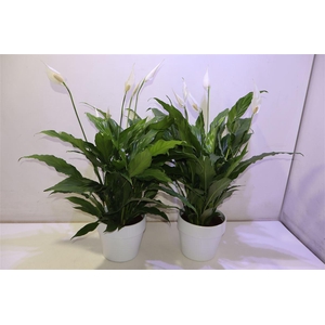 Arr Spath Sweet Chico In Keramiek