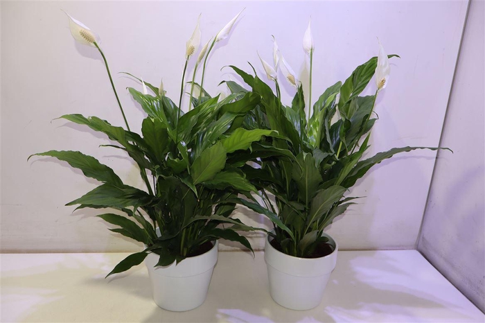 <h4>Arr Spath Sweet Chico In Keramiek</h4>