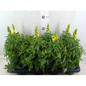 Antirrhinum majus   ...